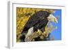 Bald Eagle Calling from Perch in Front of Autumn-null-Framed Photographic Print