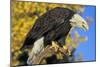 Bald Eagle Calling from Perch in Front of Autumn-null-Mounted Photographic Print