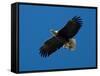 Bald Eagle Carries a Fish in its Talons over New York Citys Central Park-null-Framed Stretched Canvas