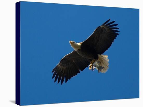 Bald Eagle Carries a Fish in its Talons over New York Citys Central Park-null-Stretched Canvas