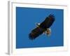 Bald Eagle Carries a Fish in its Talons over New York Citys Central Park-null-Framed Photographic Print