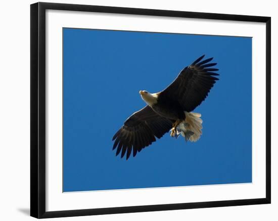 Bald Eagle Carries a Fish in its Talons over New York Citys Central Park-null-Framed Photographic Print