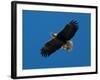 Bald Eagle Carries a Fish in its Talons over New York Citys Central Park-null-Framed Photographic Print