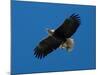 Bald Eagle Carries a Fish in its Talons over New York Citys Central Park-null-Mounted Photographic Print