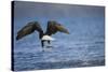 Bald Eagle Catching a Fish-Paul Souders-Stretched Canvas