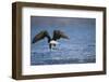 Bald Eagle Catching a Fish-Paul Souders-Framed Premium Photographic Print