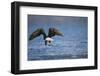 Bald Eagle Catching a Fish-Paul Souders-Framed Premium Photographic Print