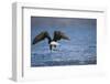 Bald Eagle Catching a Fish-Paul Souders-Framed Premium Photographic Print