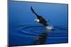 Bald Eagle Catching a Fish-W. Perry Conway-Mounted Photographic Print