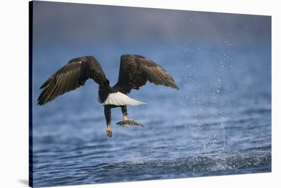 Bald Eagle Catching a Fish-Paul Souders-Stretched Canvas
