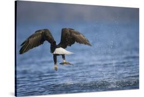 Bald Eagle Catching a Fish-Paul Souders-Stretched Canvas