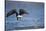 Bald Eagle Catching a Fish-Paul Souders-Stretched Canvas