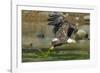 Bald eagle catching an Alewife in Somes Sound, Acadia National Park, Maine, USA-George Sanker-Framed Photographic Print