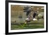 Bald eagle catching an Alewife in Somes Sound, Acadia National Park, Maine, USA-George Sanker-Framed Photographic Print