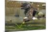 Bald eagle catching an Alewife in Somes Sound, Acadia National Park, Maine, USA-George Sanker-Mounted Photographic Print