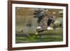 Bald eagle catching an Alewife in Somes Sound, Acadia National Park, Maine, USA-George Sanker-Framed Photographic Print