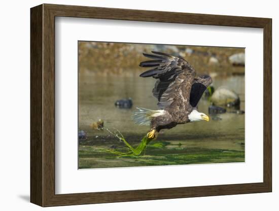 Bald eagle catching an Alewife in Somes Sound, Acadia National Park, Maine, USA-George Sanker-Framed Photographic Print