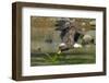 Bald eagle catching an Alewife in Somes Sound, Acadia National Park, Maine, USA-George Sanker-Framed Photographic Print