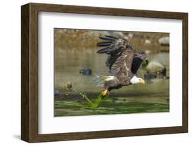 Bald eagle catching an Alewife in Somes Sound, Acadia National Park, Maine, USA-George Sanker-Framed Photographic Print