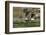 Bald eagle catching an Alewife in Somes Sound, Acadia National Park, Maine, USA-George Sanker-Framed Photographic Print