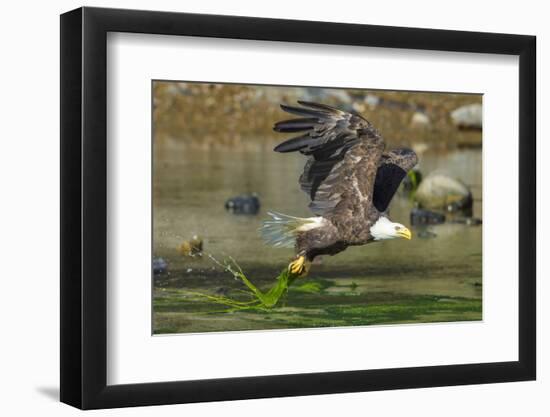 Bald eagle catching an Alewife in Somes Sound, Acadia National Park, Maine, USA-George Sanker-Framed Photographic Print