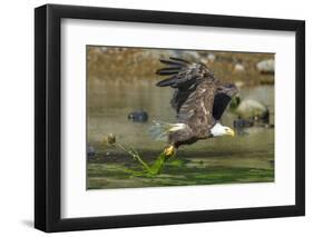 Bald eagle catching an Alewife in Somes Sound, Acadia National Park, Maine, USA-George Sanker-Framed Photographic Print