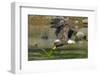 Bald eagle catching an Alewife in Somes Sound, Acadia National Park, Maine, USA-George Sanker-Framed Photographic Print