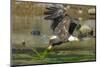 Bald eagle catching an Alewife in Somes Sound, Acadia National Park, Maine, USA-George Sanker-Mounted Photographic Print