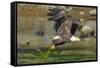 Bald eagle catching an Alewife in Somes Sound, Acadia National Park, Maine, USA-George Sanker-Framed Stretched Canvas