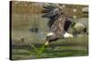 Bald eagle catching an Alewife in Somes Sound, Acadia National Park, Maine, USA-George Sanker-Stretched Canvas