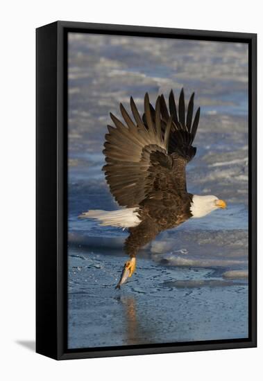 Bald Eagle Catchs a Fish in it's Talons-Hal Beral-Framed Stretched Canvas