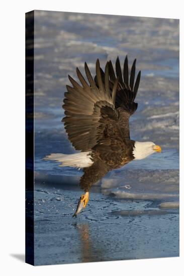 Bald Eagle Catchs a Fish in it's Talons-Hal Beral-Stretched Canvas