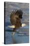 Bald Eagle Catchs a Fish in it's Talons-Hal Beral-Stretched Canvas