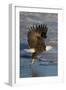 Bald Eagle Catchs a Fish in it's Talons-Hal Beral-Framed Premium Photographic Print