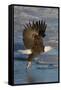 Bald Eagle Catchs a Fish in it's Talons-Hal Beral-Framed Stretched Canvas