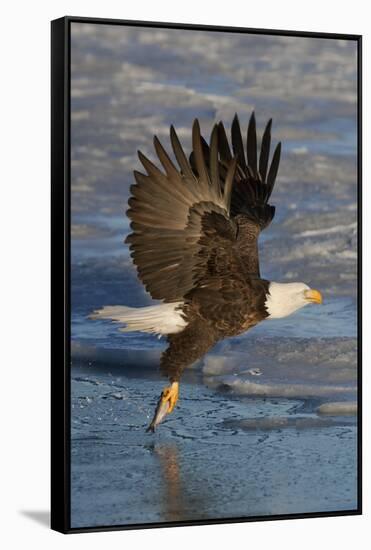 Bald Eagle Catchs a Fish in it's Talons-Hal Beral-Framed Stretched Canvas