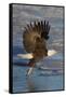 Bald Eagle Catchs a Fish in it's Talons-Hal Beral-Framed Stretched Canvas