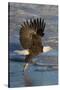 Bald Eagle Catchs a Fish in it's Talons-Hal Beral-Stretched Canvas