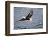 Bald Eagle Catchs a Fish in it's Talons-Hal Beral-Framed Photographic Print