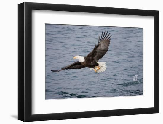 Bald Eagle Catchs a Fish in it's Talons-Hal Beral-Framed Photographic Print