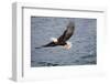 Bald Eagle Catchs a Fish in it's Talons-Hal Beral-Framed Photographic Print