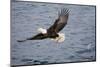 Bald Eagle Catchs a Fish in it's Talons-Hal Beral-Mounted Photographic Print