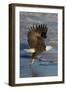 Bald Eagle Catchs a Fish in it's Talons-Hal Beral-Framed Photographic Print