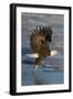 Bald Eagle Catchs a Fish in it's Talons-Hal Beral-Framed Photographic Print