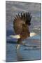 Bald Eagle Catchs a Fish in it's Talons-Hal Beral-Mounted Photographic Print