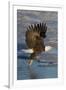 Bald Eagle Catchs a Fish in it's Talons-Hal Beral-Framed Photographic Print