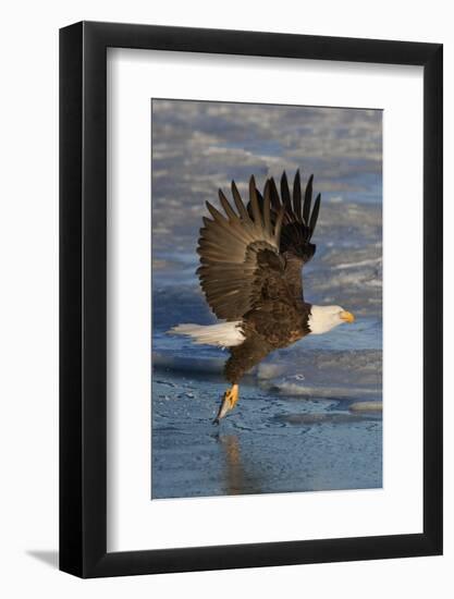 Bald Eagle Catchs a Fish in it's Talons-Hal Beral-Framed Photographic Print