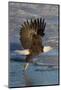 Bald Eagle Catchs a Fish in it's Talons-Hal Beral-Mounted Photographic Print