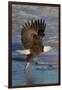 Bald Eagle Catchs a Fish in it's Talons-Hal Beral-Framed Photographic Print