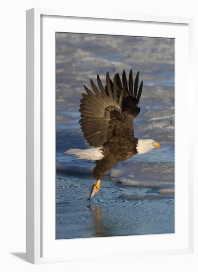 Bald Eagle Catchs a Fish in it's Talons-Hal Beral-Framed Photographic Print